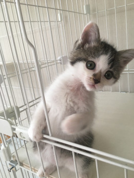 愛護センターレスキュー☆なのちゃん離乳中