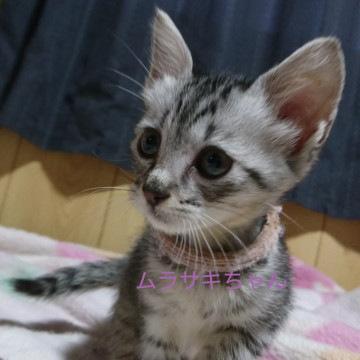 サバトラ子猫紫ちゃん724グラム
