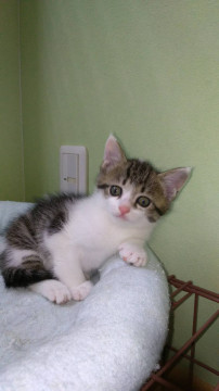 可愛い子猫 キジ白女の子