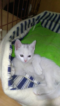 可愛い子猫 白の女の子