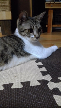 過酷な環境から保護✨こんなに元気になりま