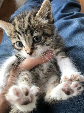 キジトラシロ