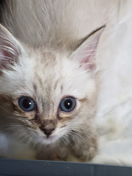 センター引き出し、2ヵ月の男の子