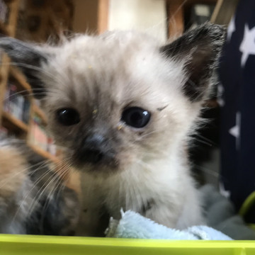 ラムネ、ちっちゃくて元気です(^^♪