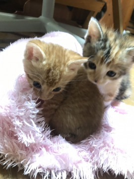 キャラメル、ちっちゃくて元気です(^^♪