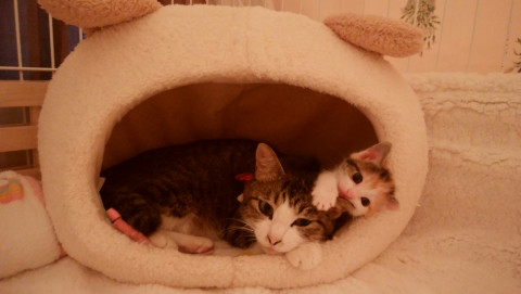 親子二匹で　家族に迎えて下さいませんか