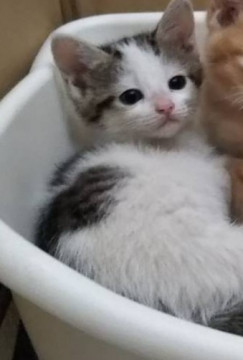 生後1ヶ月半ほどの可愛いキジシロ