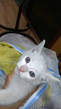 可愛い子猫　白い男の子
