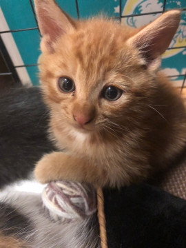 　暁くん（停止中）