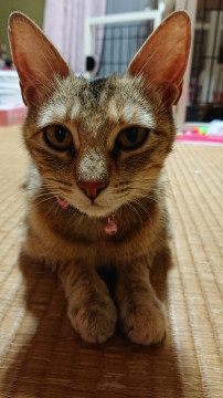 手足が長く華奢で美しいリリィさん