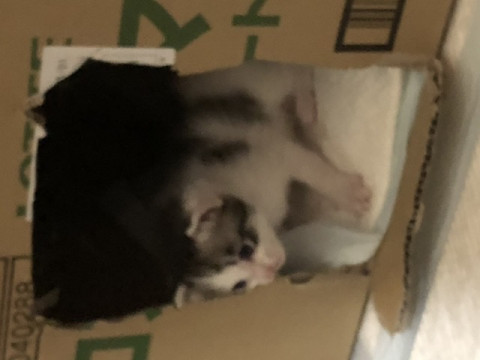 他の4兄弟は別途載せています