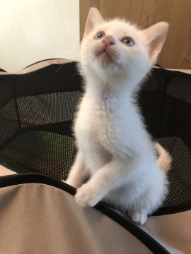 白い猫（３兄妹）。