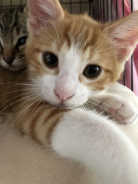 3月生まれの子猫　春野草兄妹　タンポポ♂