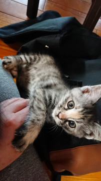 人懐っこいキジ子猫ちゃん
