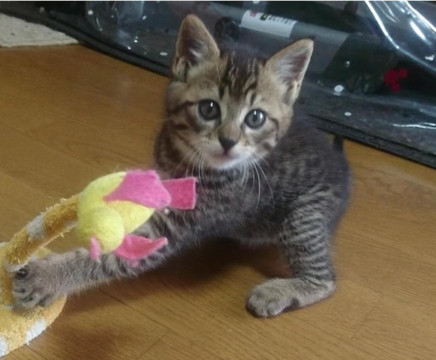 やんちゃなおてんばさん