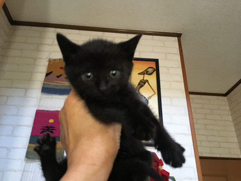 可愛い穏やか黒猫1ヶ月