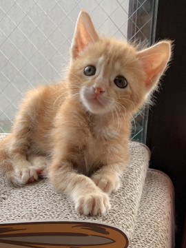 アメショのようなうずまき模様の茶トラ