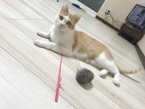 かわいいハチワレ　ニャンコ
