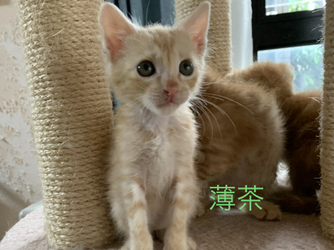 優しい男の子薄い茶トラ