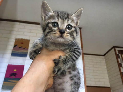 可愛い穏やかキジトラ1ヶ月