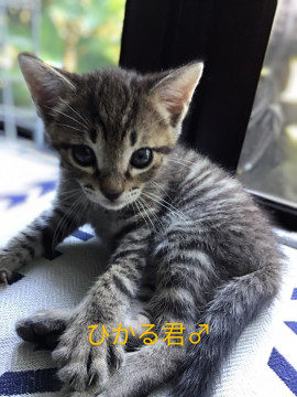 生後1か月の兄妹です