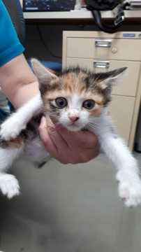 ポーズが可愛い三毛猫ちゃん*^^*