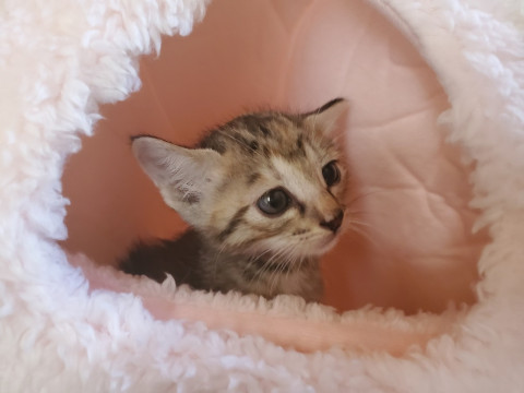 手のひらサイズの生後4週間