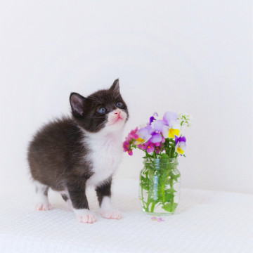 おしゃべりが大好きな甘えん坊☆さくらくん