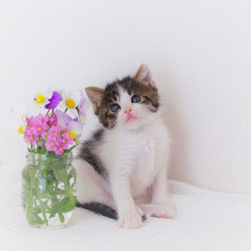 のんびりマイペースな甘えん坊☆ごまちゃん