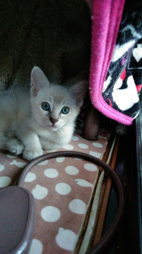 仔猫里親募集（シャム系、オス）