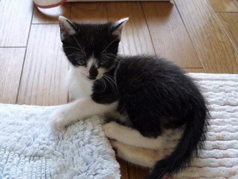 しっかり者の男の仔