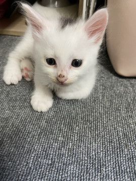 生後1ヶ月の子猫