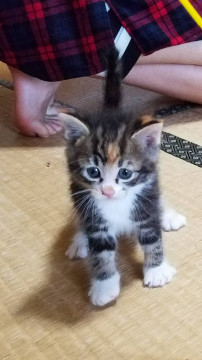 可愛い三毛ちゃん