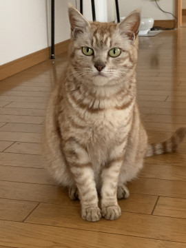 チャトラ美猫母さん。