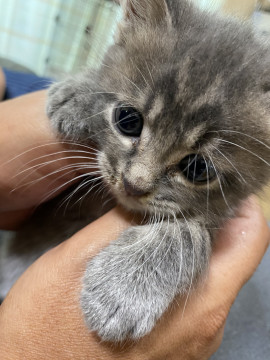 とっても可愛いグレーイケメン猫くん