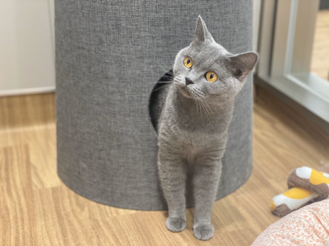 ブリティッシュ　只今トライアル中