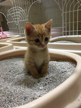 仔猫 ２ヶ月　♂