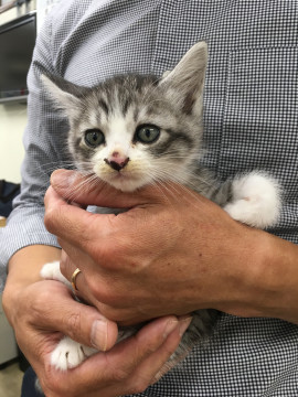 可愛い白サバ仔猫です！