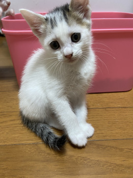 生後1ヶ月の仔猫