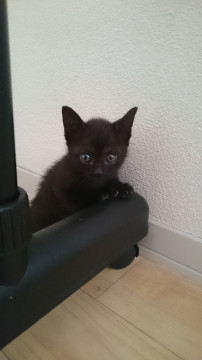 おてんばな黒猫チビ女子です♪