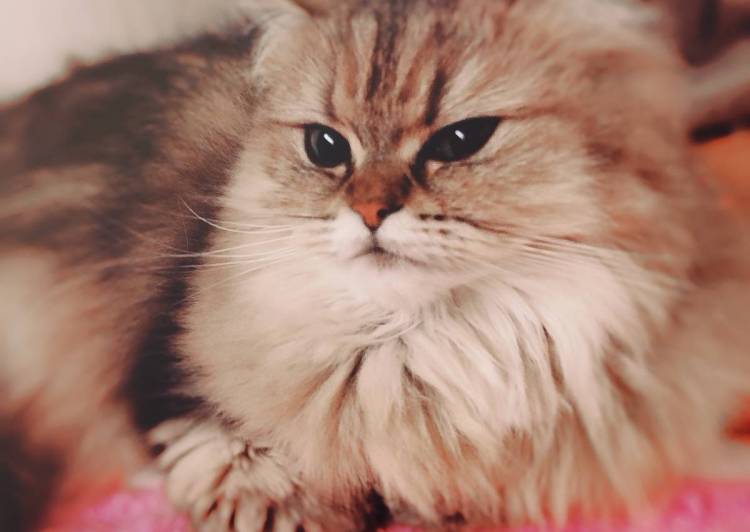 猫の里親募集 ペルシャ ネコジルシ 猫の里親募集 ペルシャ ネコジルシ
