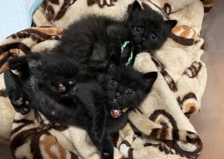 愛知県の猫の里親募集 豊田市 ネコジルシ 愛知県の猫の里親募集 豊田市 ネコジルシ