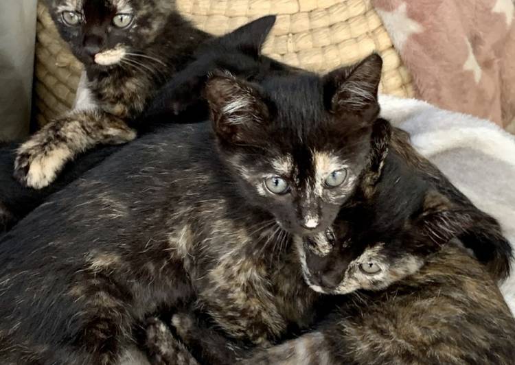 愛知県の猫の里親募集 豊田市 ネコジルシ 愛知県の猫の里親募集 豊田市 ネコジルシ