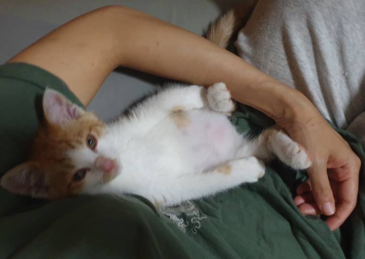 熊本県 迷い猫赤ちゃん里親募集です 猫の里親募集 ネコジルシ