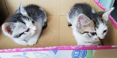 おとなしい男の子兄弟ちゃん