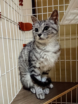 おしゃまなサバトラ◎ふきちゃん◎