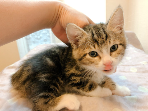 （トライアル中の為募集一旦停止）ルーロく