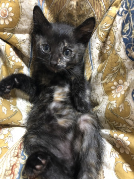 生後1ヶ月！サビ柄の子猫里親募集中