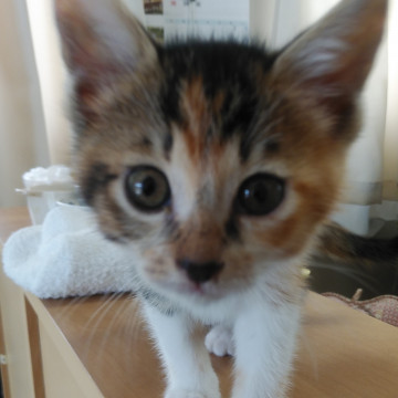 里親様、決まりました