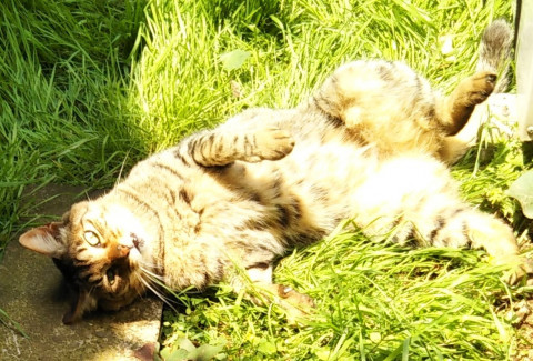 地域猫を殺すと宣言されてしまいました